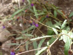 Hermannia coccocarpa